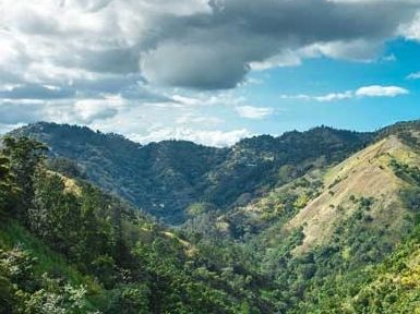 Jamaica Blue Mountains